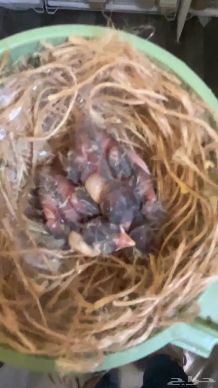 اتثى كناري تحتها ثلاث بنادق سسكن احمر فنزولي (( تم البيع )) 1