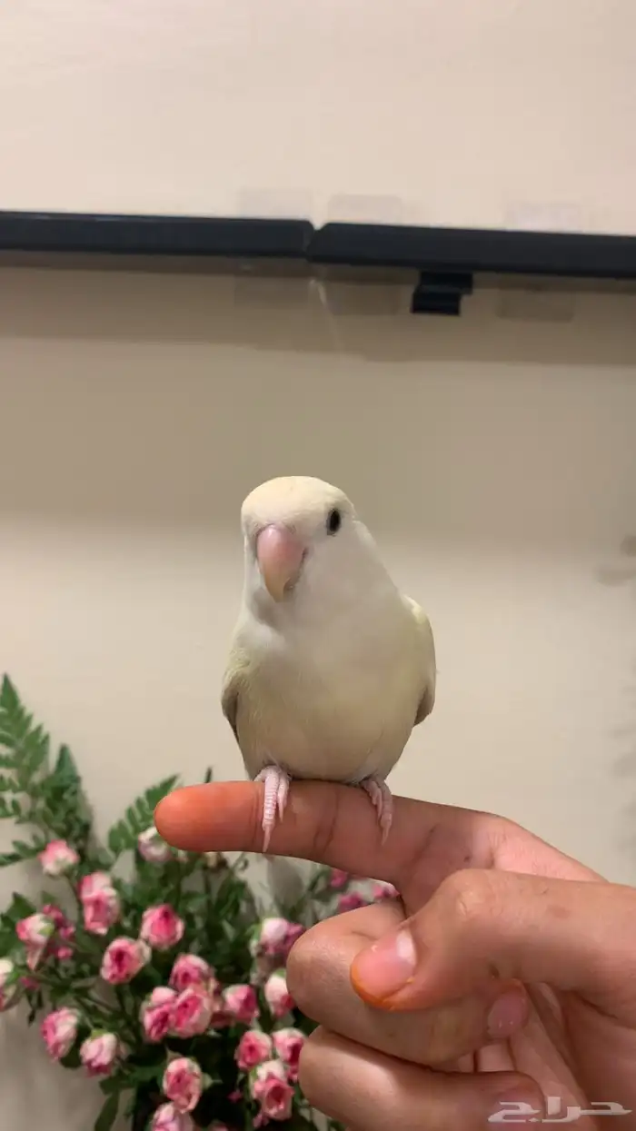 (مباع) روز كريمنو اليف نشبة هدد فاخر (لون مميز ونادر نسبيا ) 1