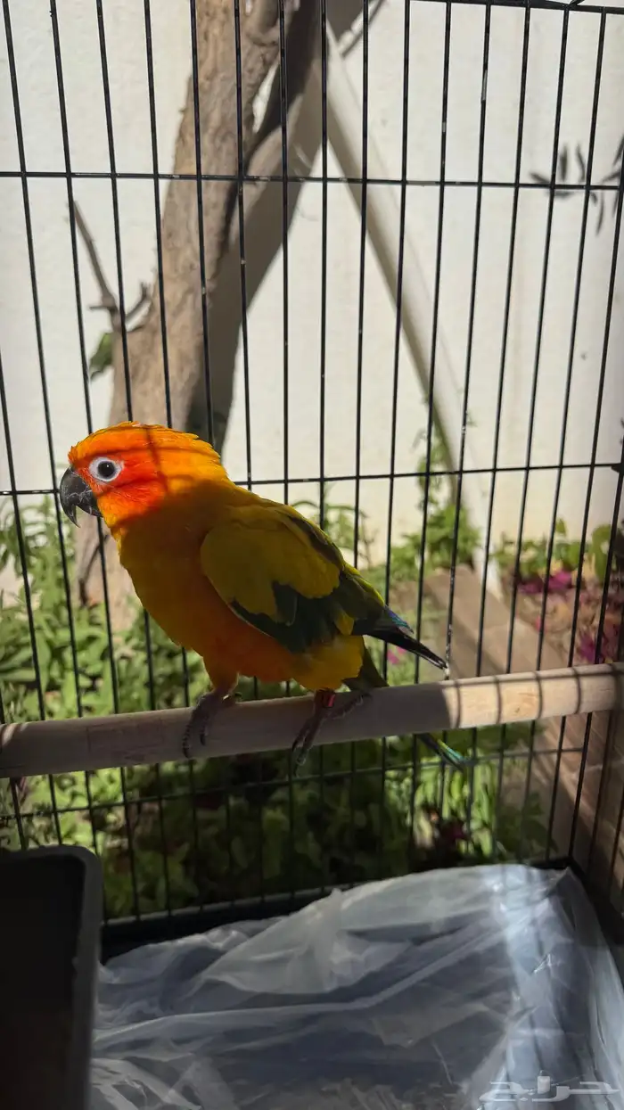 صن كنيور للبيع 3