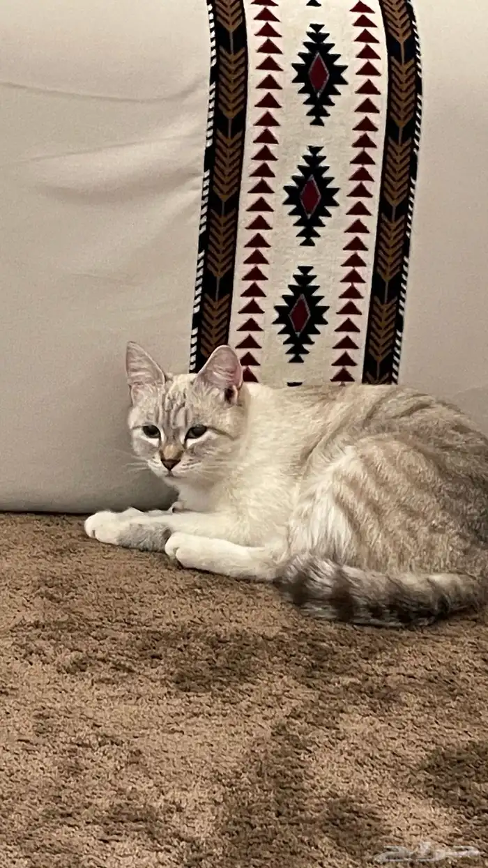 قطوه انثى جتنا البيت قبل يومين ساعه 4 هاديه تحب اللعب 0