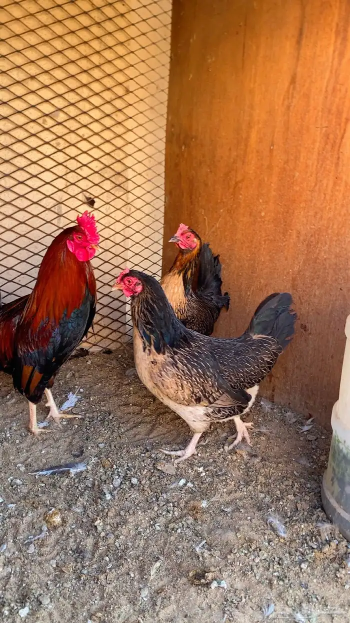 دجاج بلدي ترثه 0