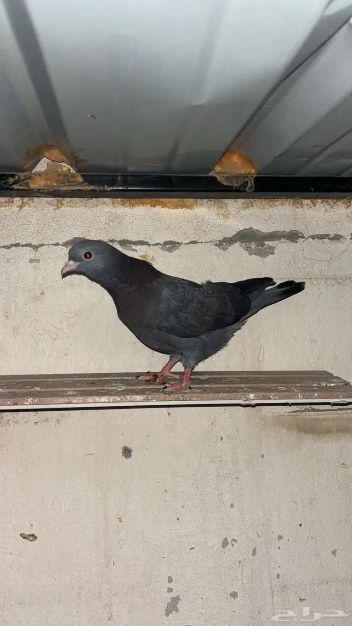 طبات حمام قطايف العدد6 2