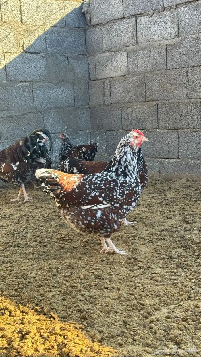 دجاج سوساكس 3