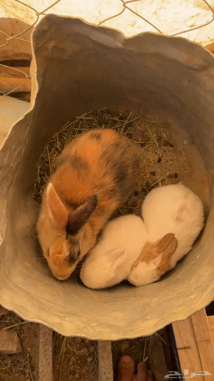 ارنب بلدي اصيل ومعه 2فرنسيه 0