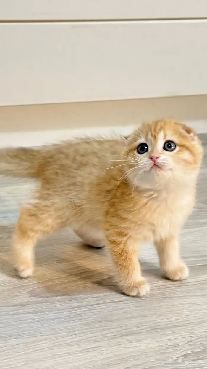 قطة سكوتش للبيع - لون قولد - يوجد دفع بالتقسيط 0