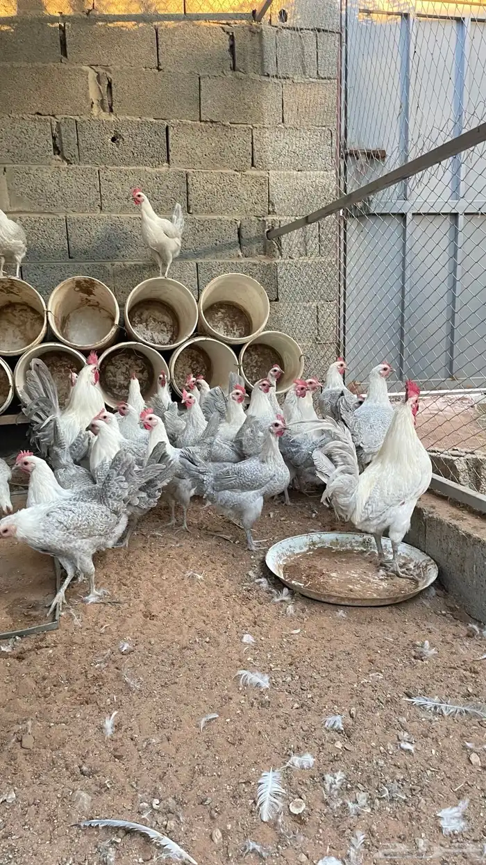 فروخ دجاج بلدي وفيومي 15