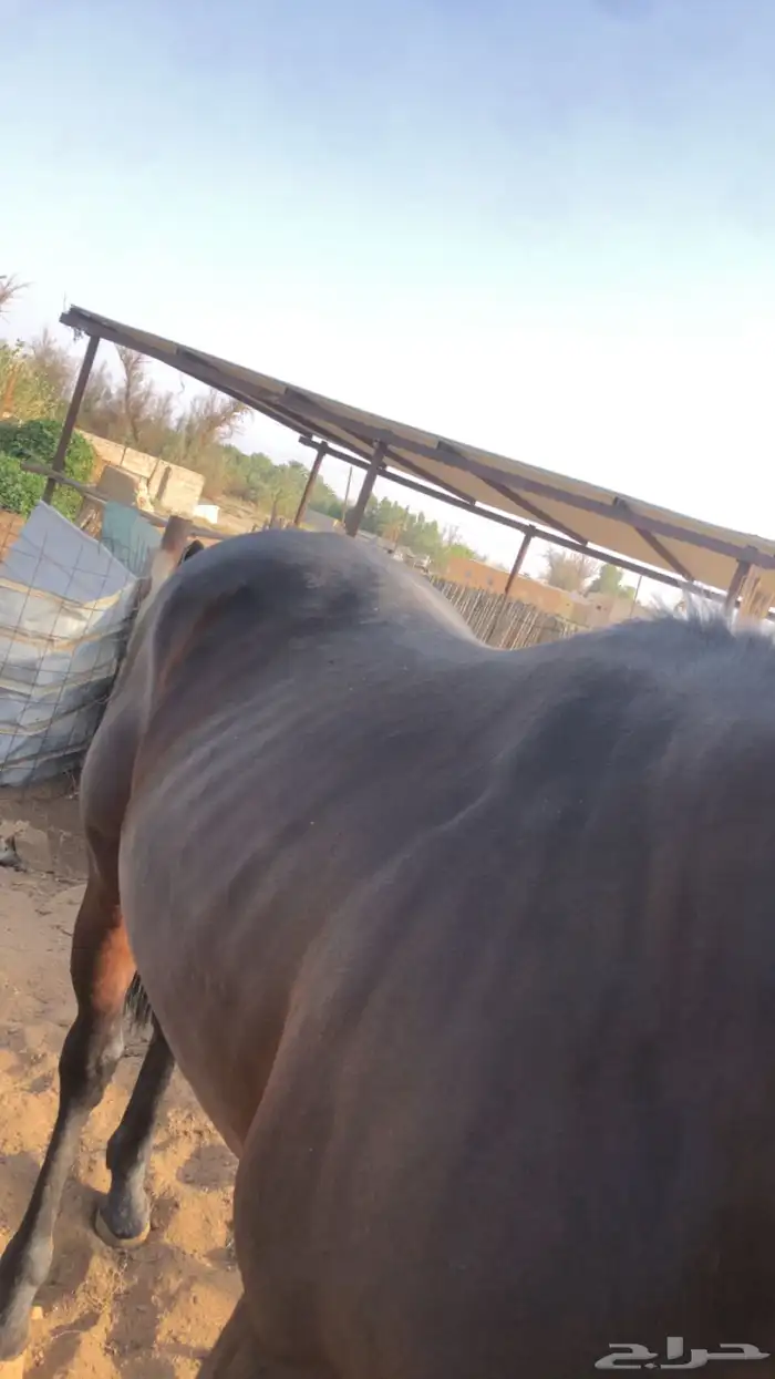 حصان شيخ للبيع 1