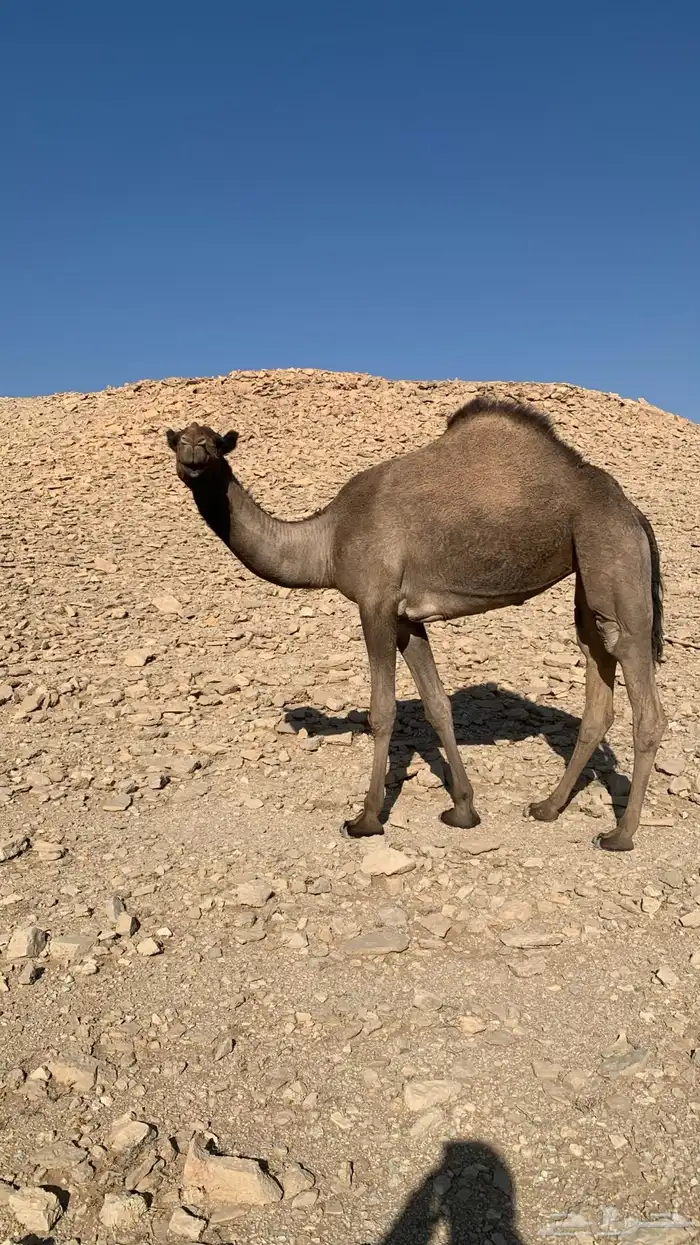 صفرا لقحه طيبه 0