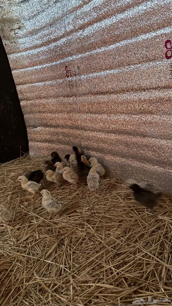 للبيع. صوص دجاج العدد 45 3