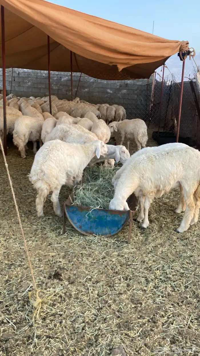 50 غنم حريات صنف ثنايا دفيع و40 ولد 1