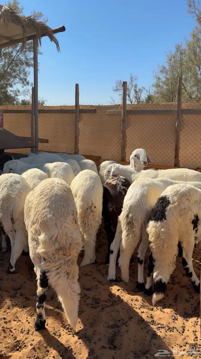 سواكن مرابي فاخرة 4