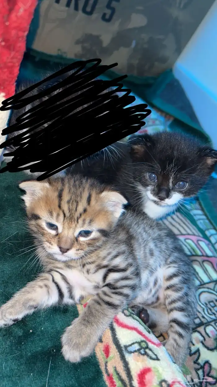 قطتين صغار مع امهم للبيع سكوتش فولد 6