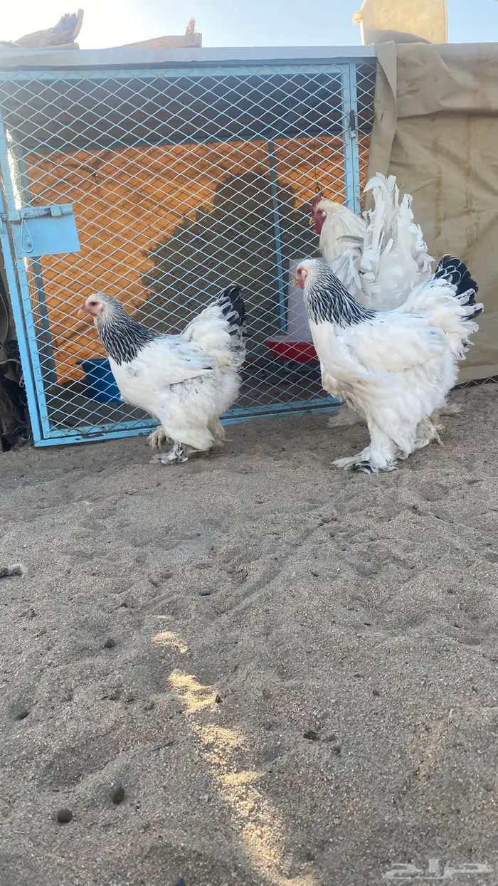 طقم كولومبي 1