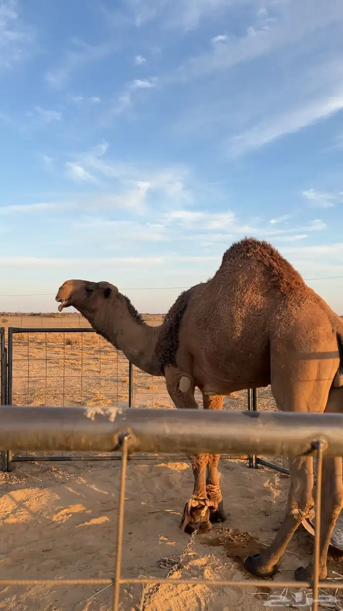 بعير دبياني انتاجه طيب 2