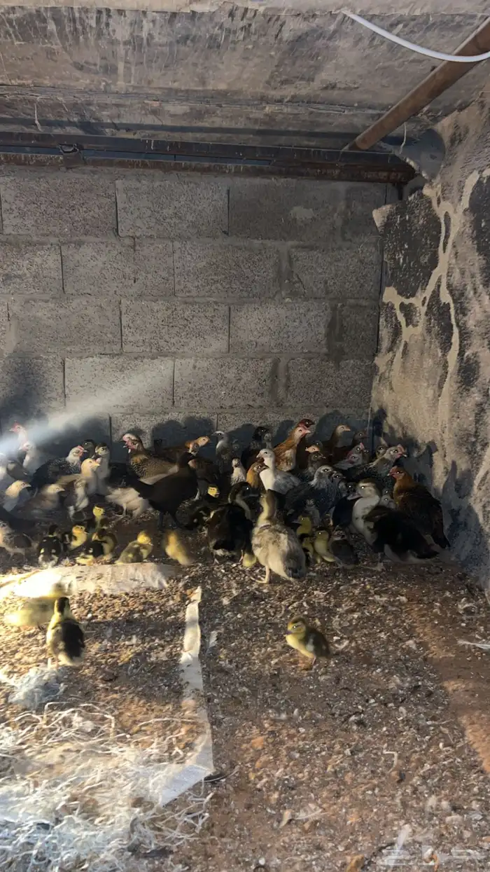 فروخ دجاج وبط 2