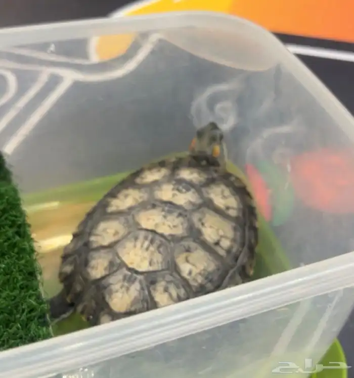 سلحفة للبيع المستعجل 4