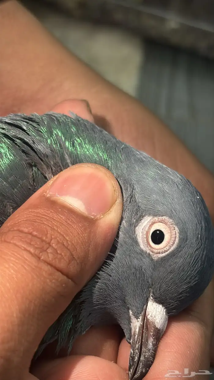 حمام باكستاني تيدي 10