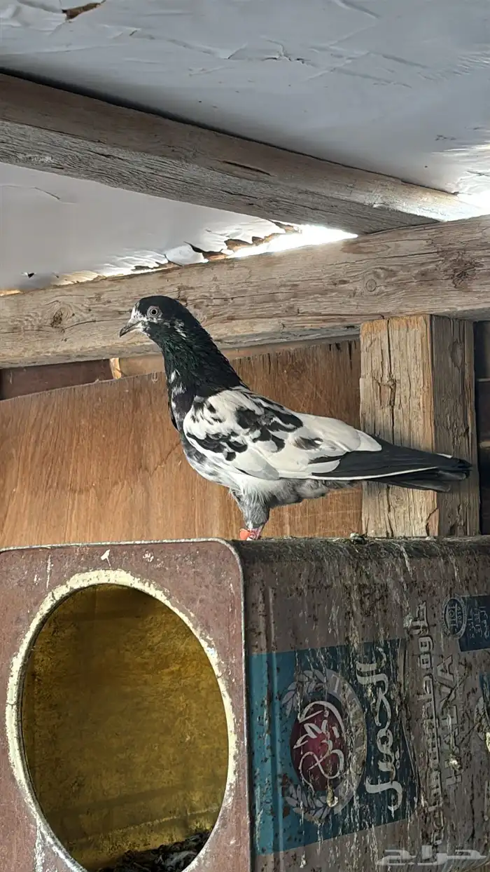 حمام باكستاني تيدي 3