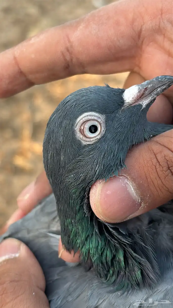 حمام باكستاني تيدي 8