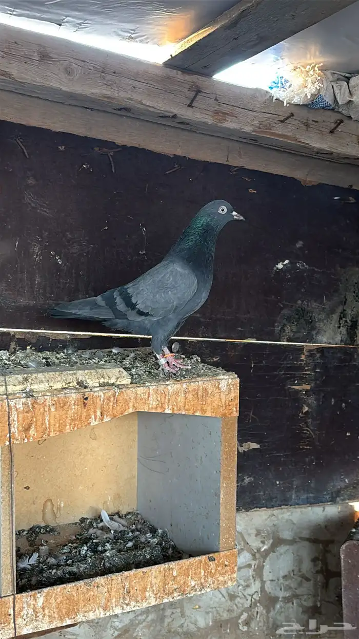 حمام باكستاني تيدي 2