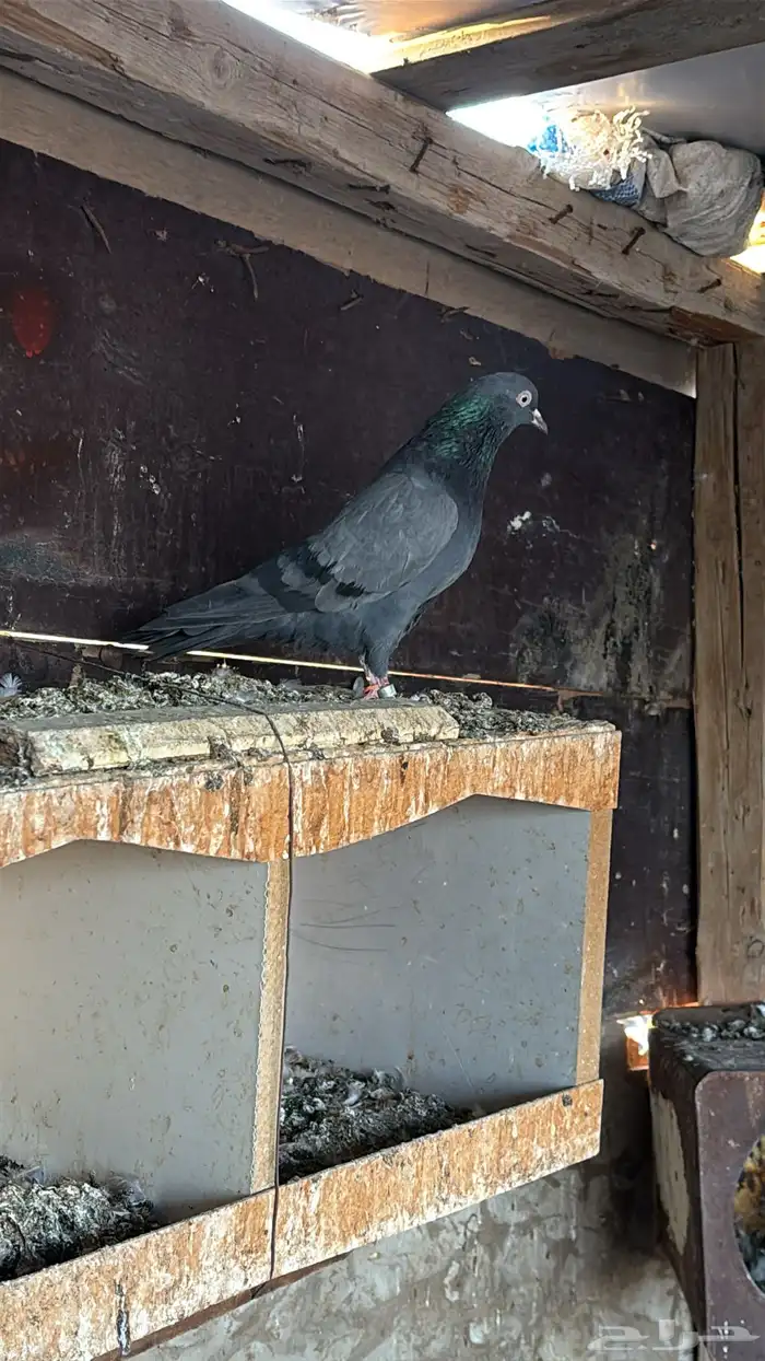 حمام باكستاني تيدي 1