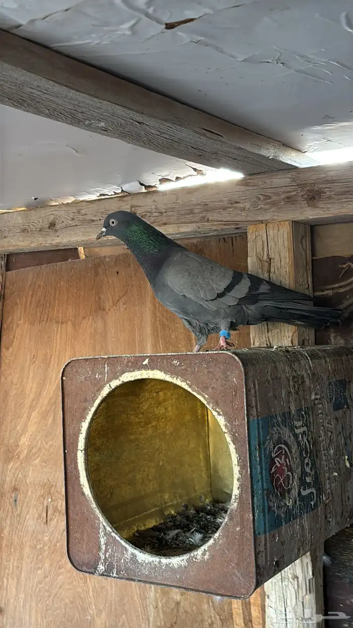 حمام باكستاني تيدي 7