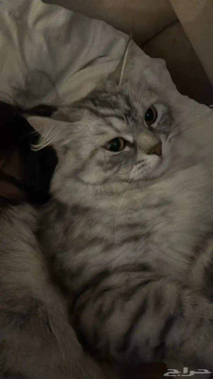قطه ضائعه 3