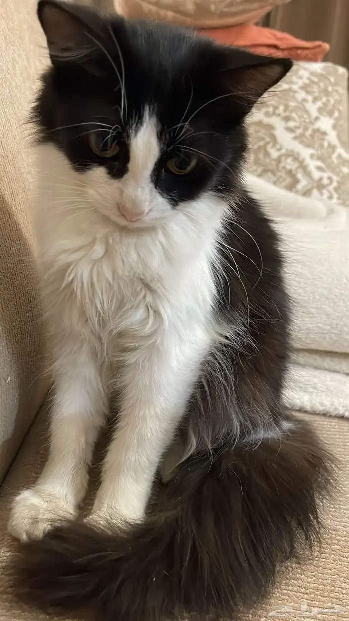 قطه للتبني 0