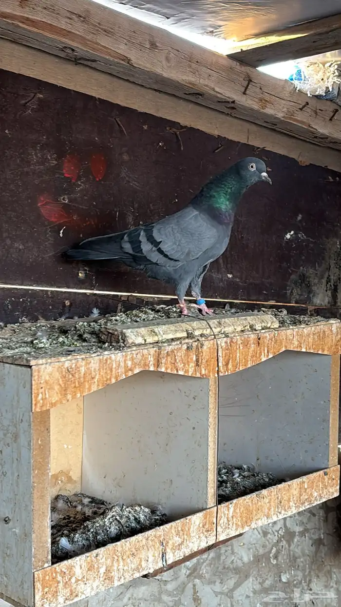 حمام باكستاني تيدي 6