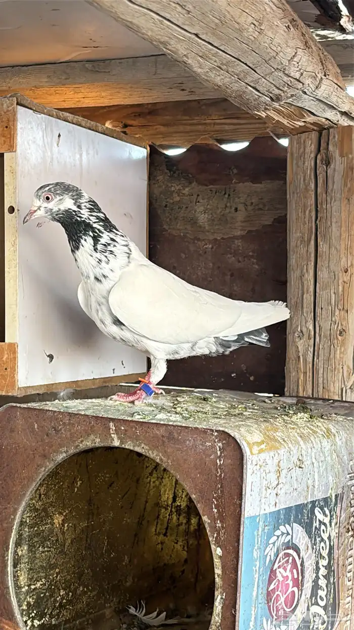 حمام باكستاني تيدي 5