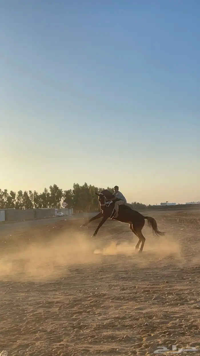 حصان شعبي شيخ 3