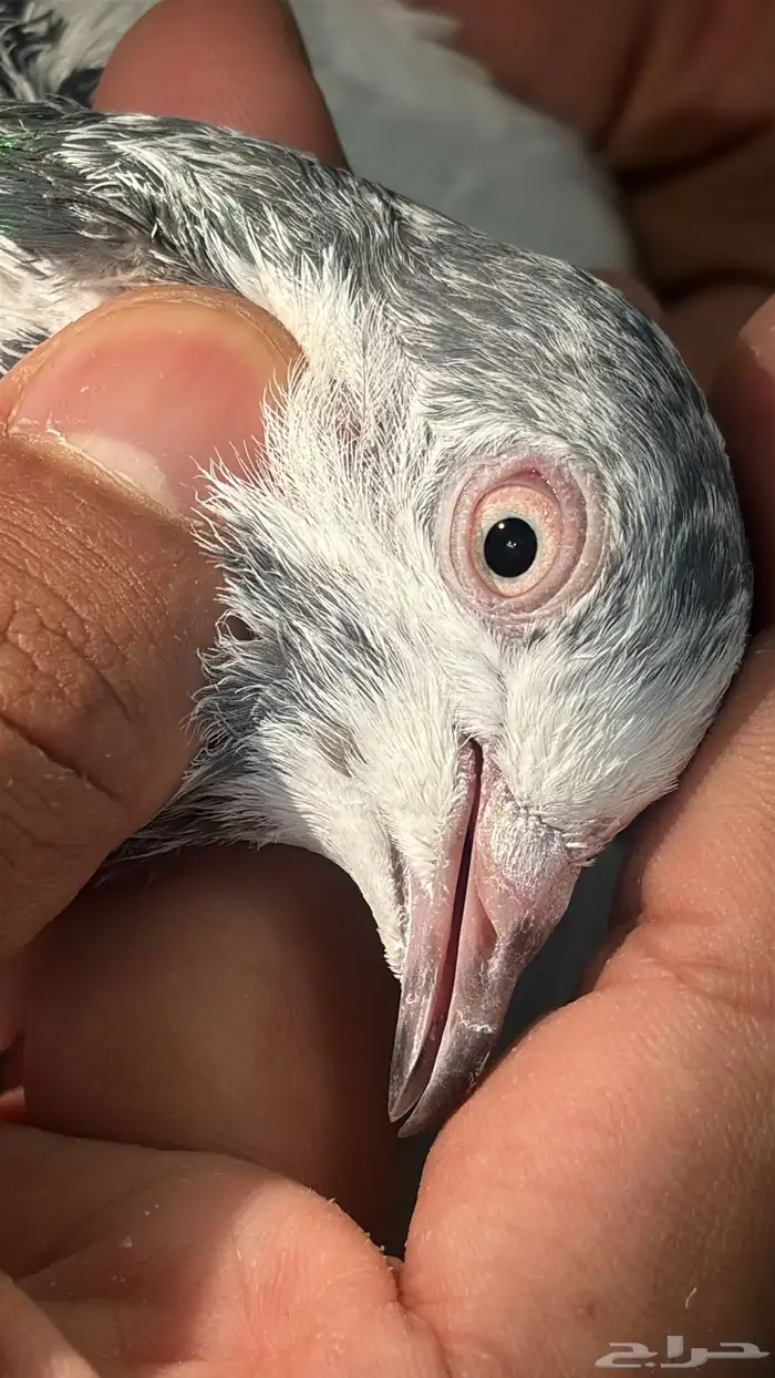 حمام باكستاني تيدي 11