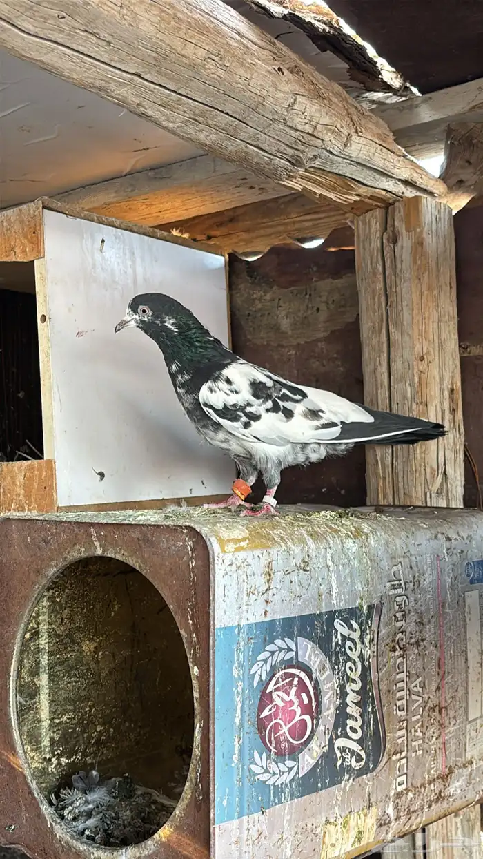 حمام باكستاني تيدي 4