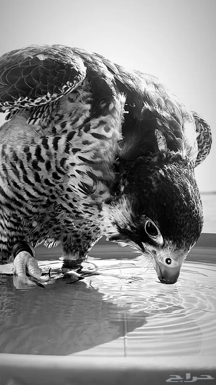 مطلوب طير صقر اي نوع 0