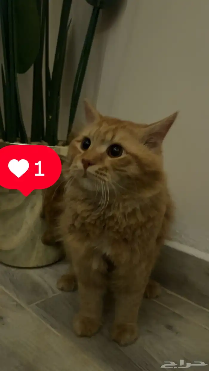 قطه للبيع 2