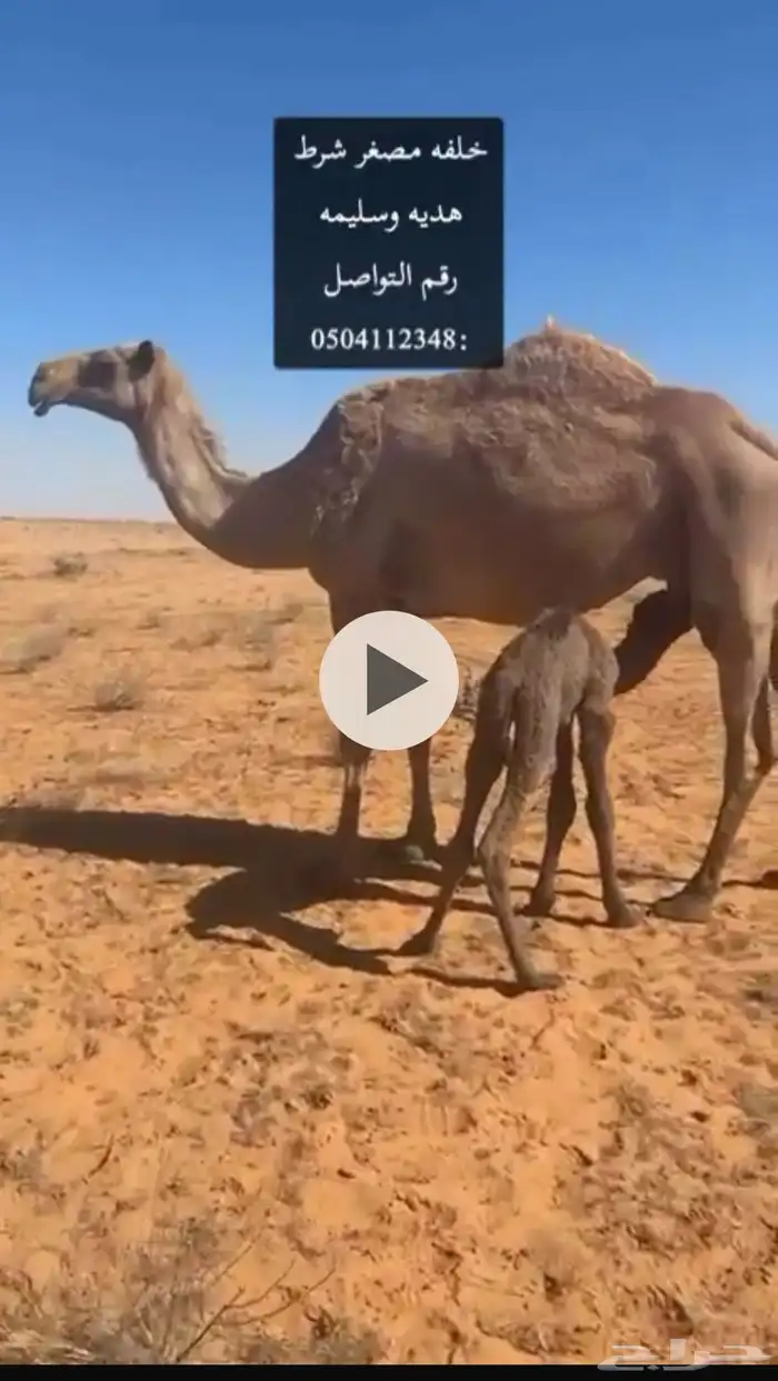 خلفه للبيع في لينة 0