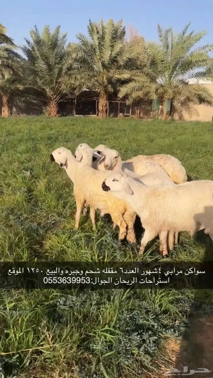 سواكن للبيع مقفله شحم 0