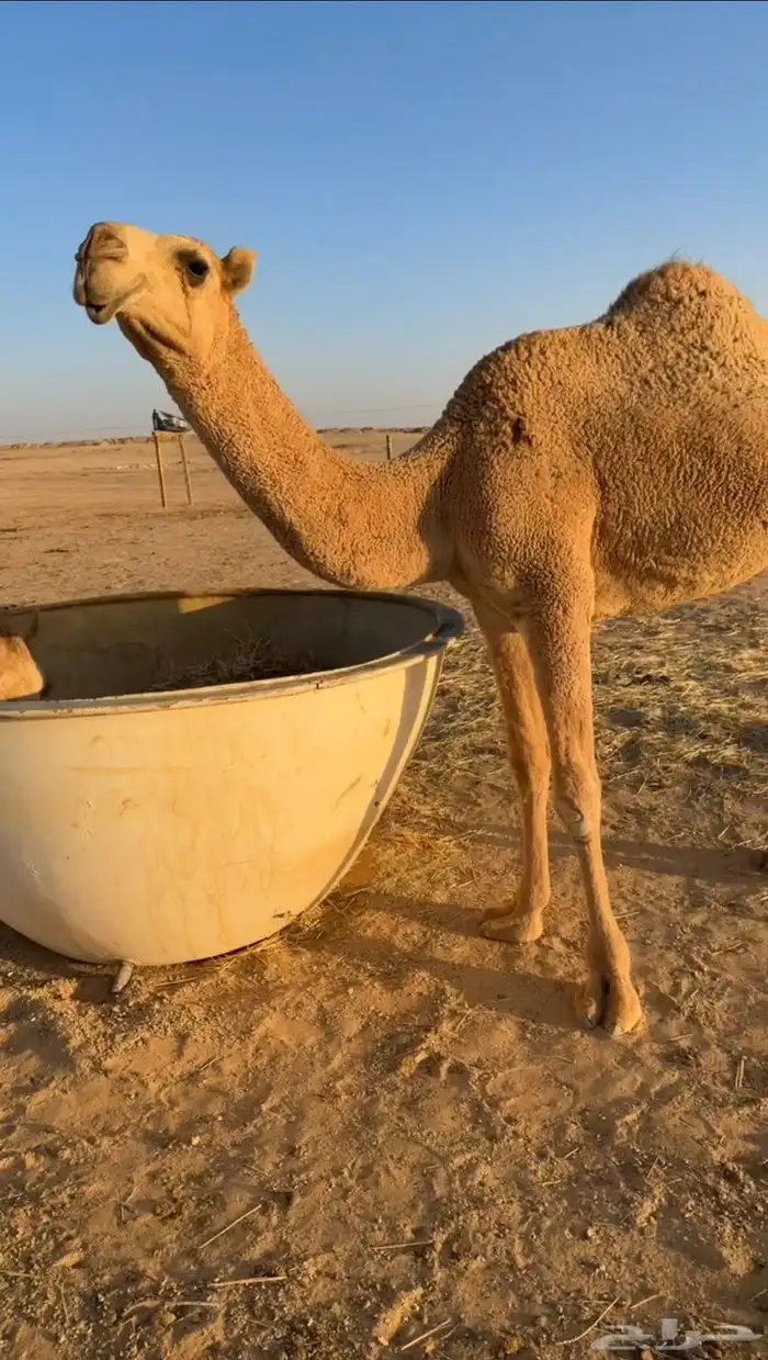 للبيع بكرة كفو حقه 3