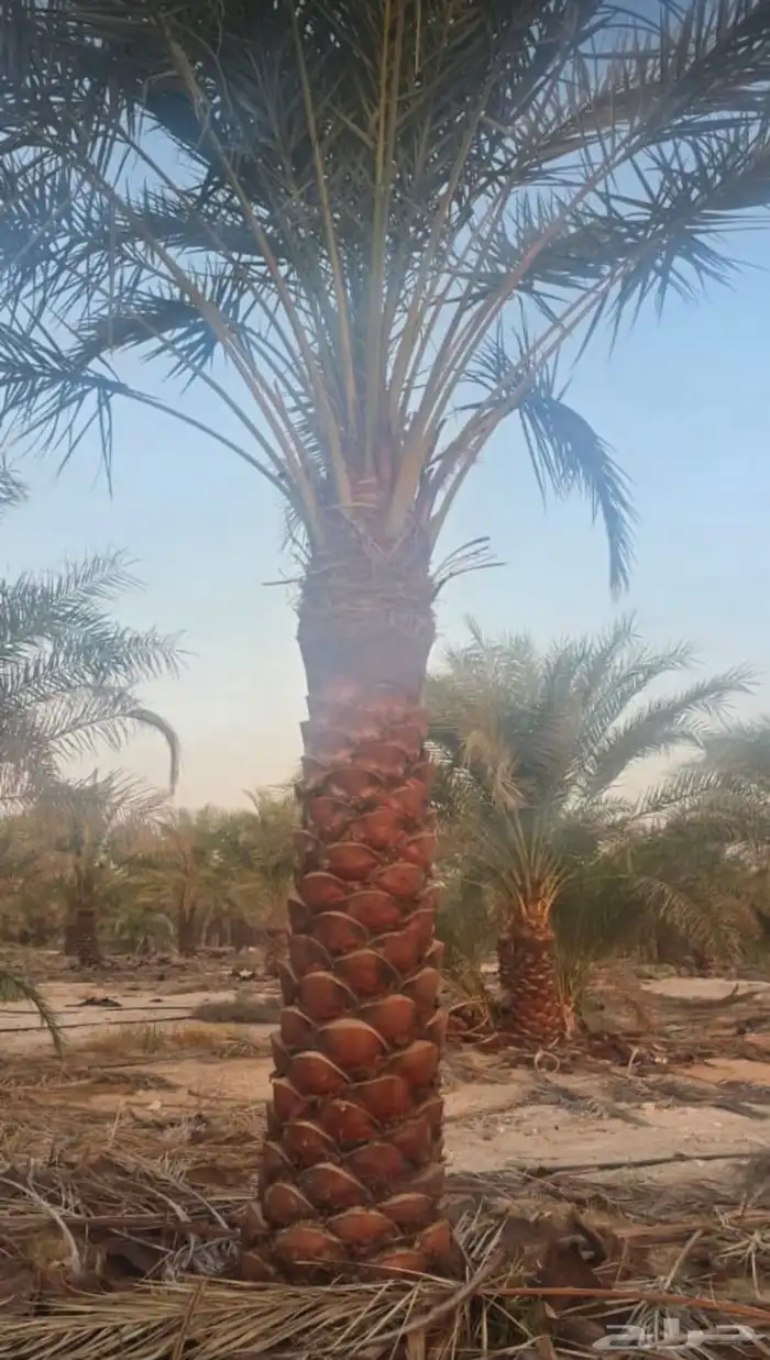 يوجدلدينانخل للبيع 12