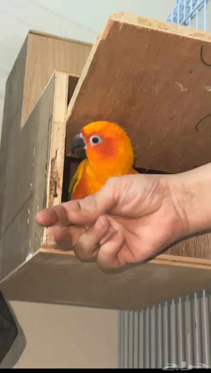 ببغاء صن كنيور 4