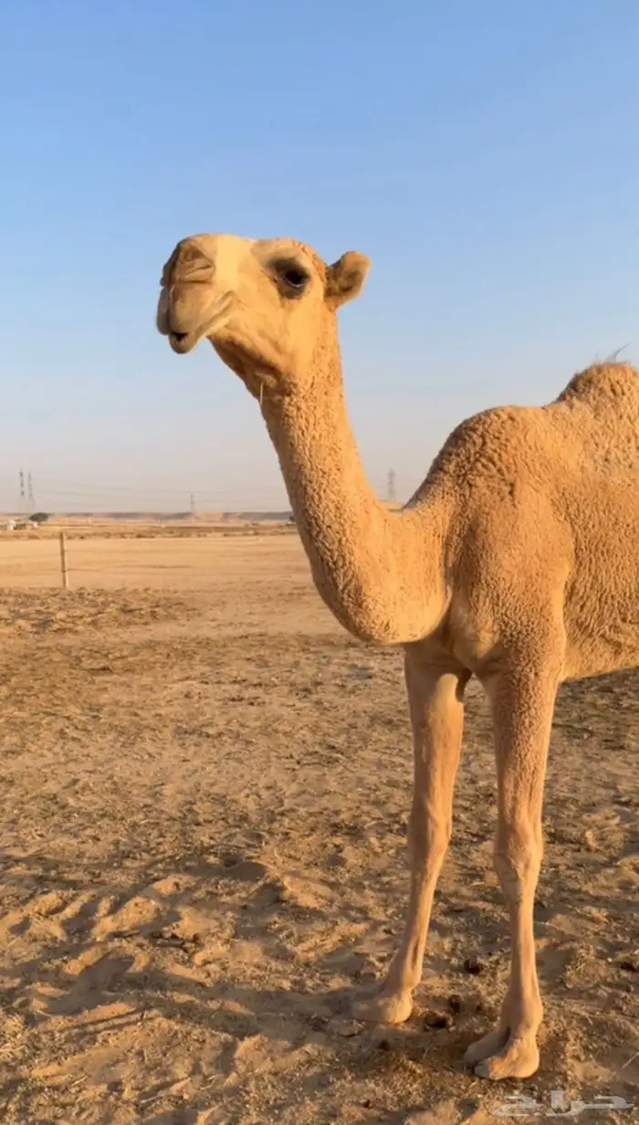 للبيع بكرة كفو حقه 0