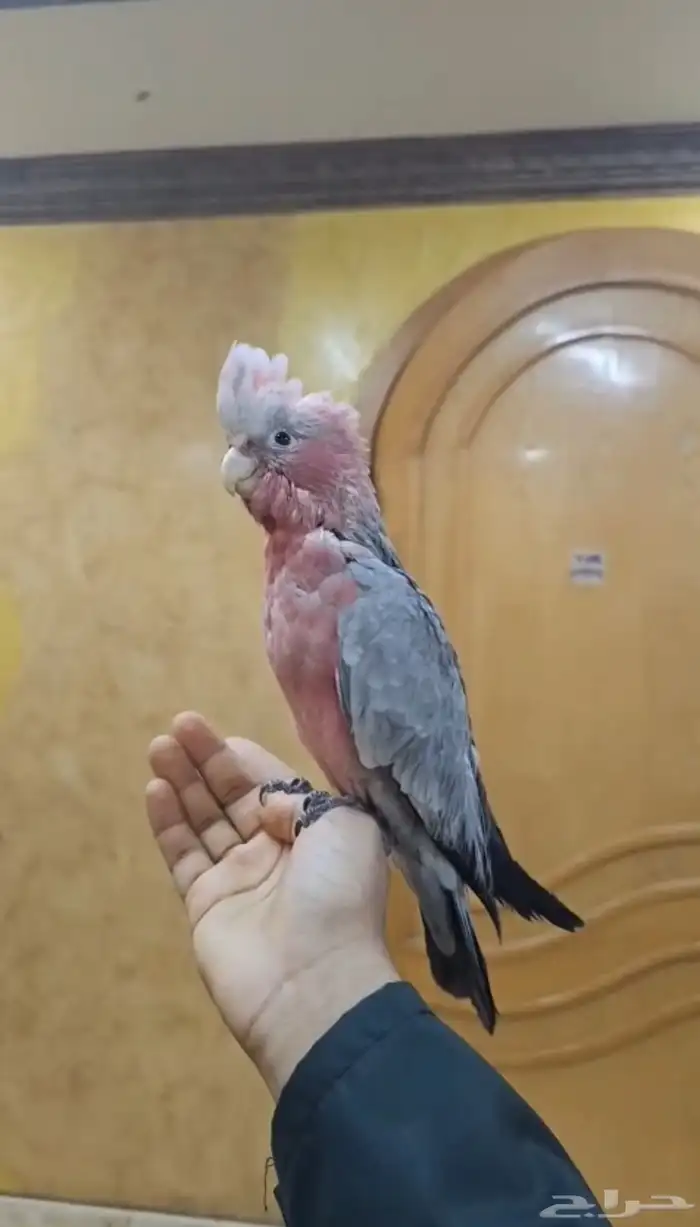 كوكاتو ماقالا 1