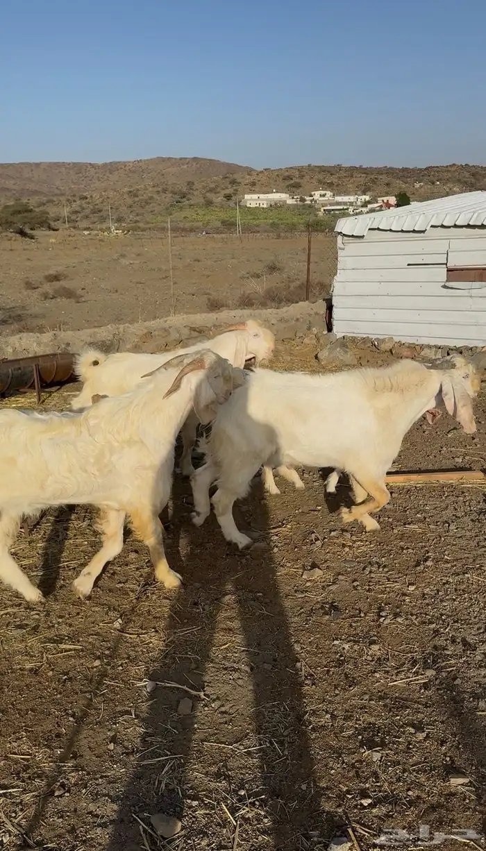 تيوس فحول للبيع مشروطه 4