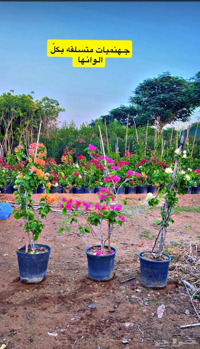 يوجدلدينانخل للبيع 6