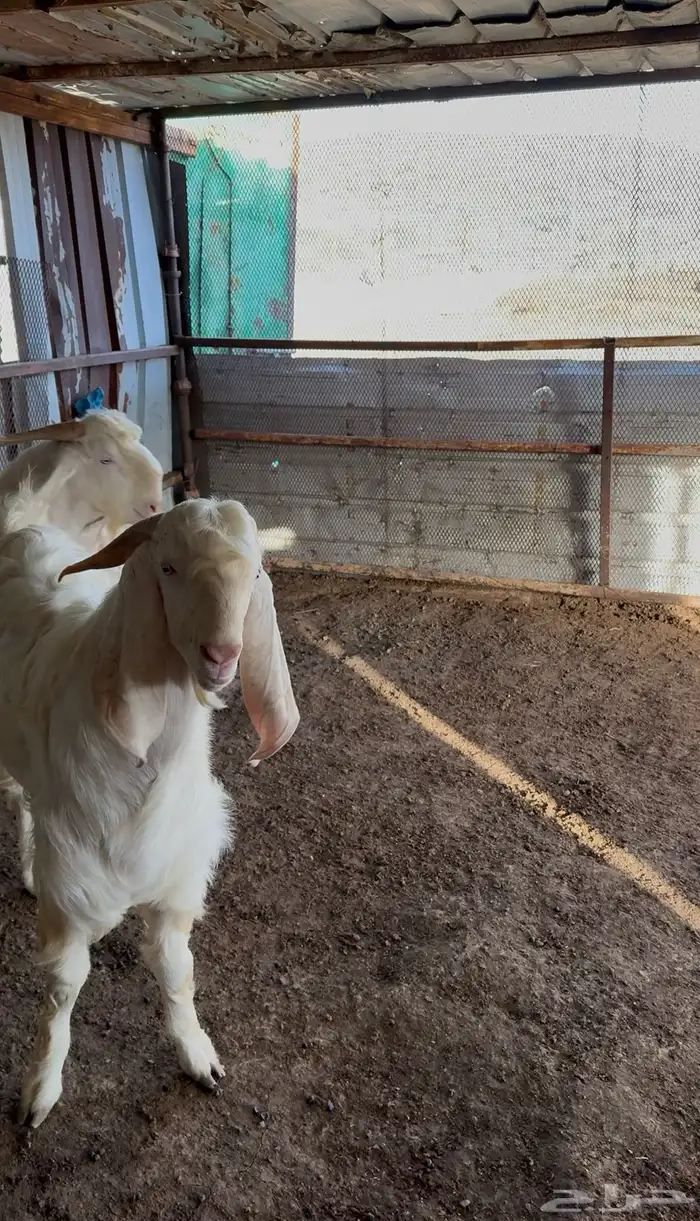 تيوس فحول للبيع مشروطه 2