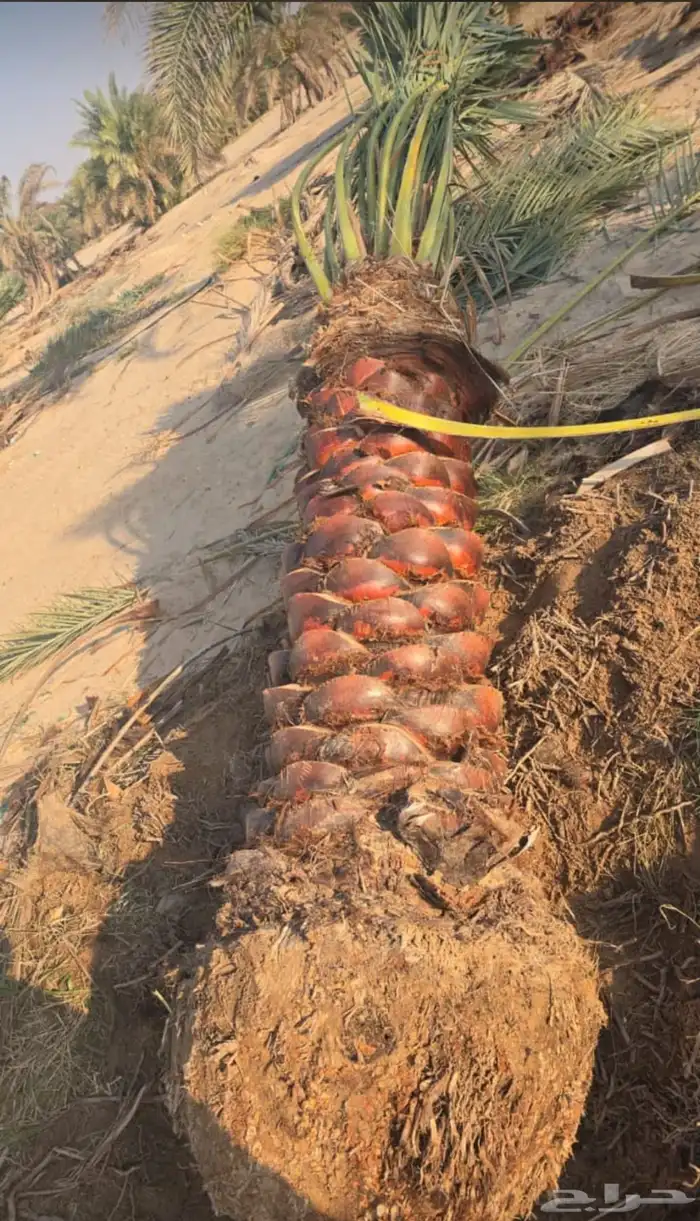 يوجدلدينانخل للبيع 8