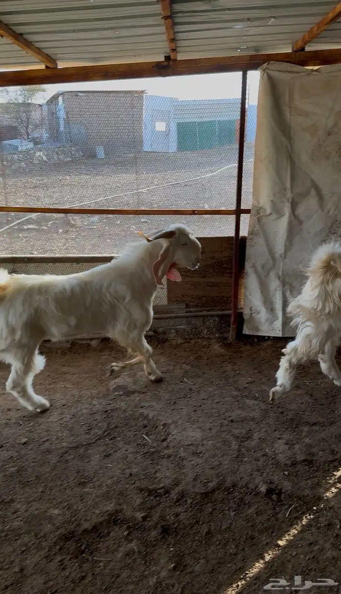 تيوس فحول للبيع مشروطه 0