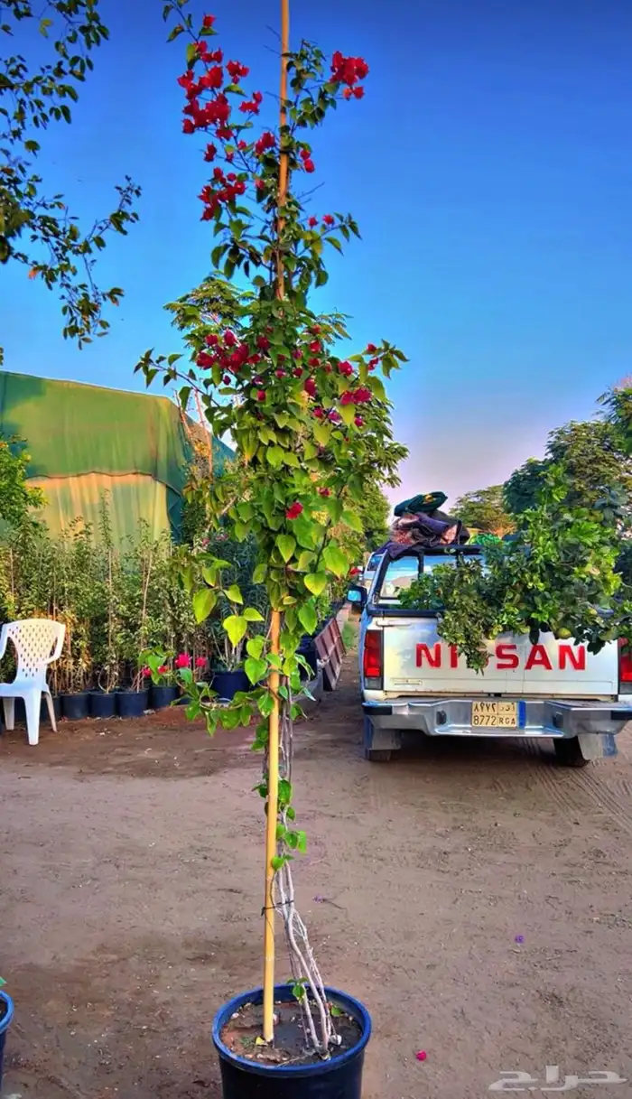 يوجدلدينانخل للبيع 5