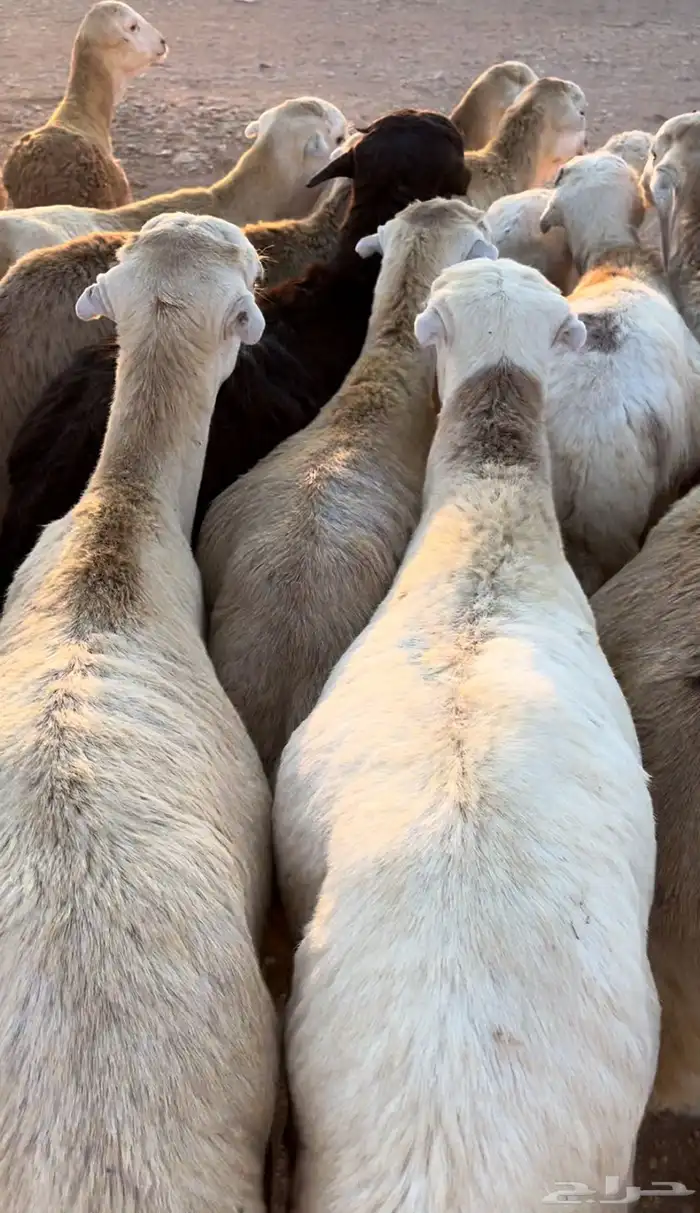 خرفان رفيدي 1