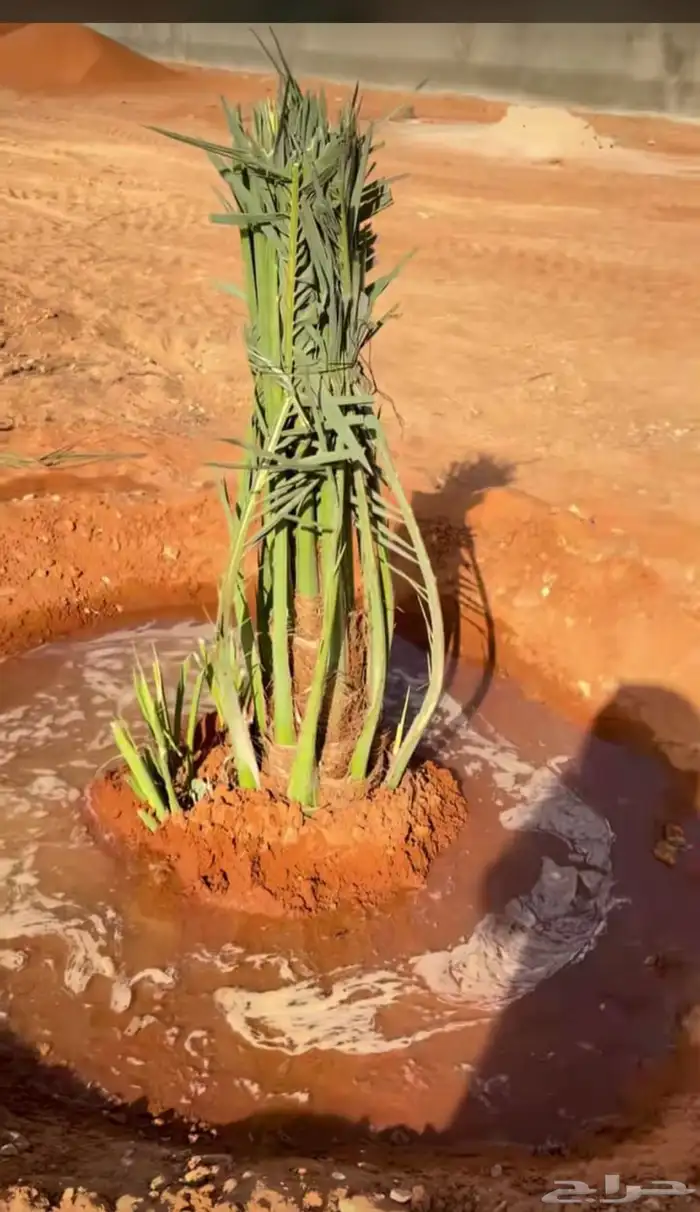 يوجدلدينانخل للبيع 14